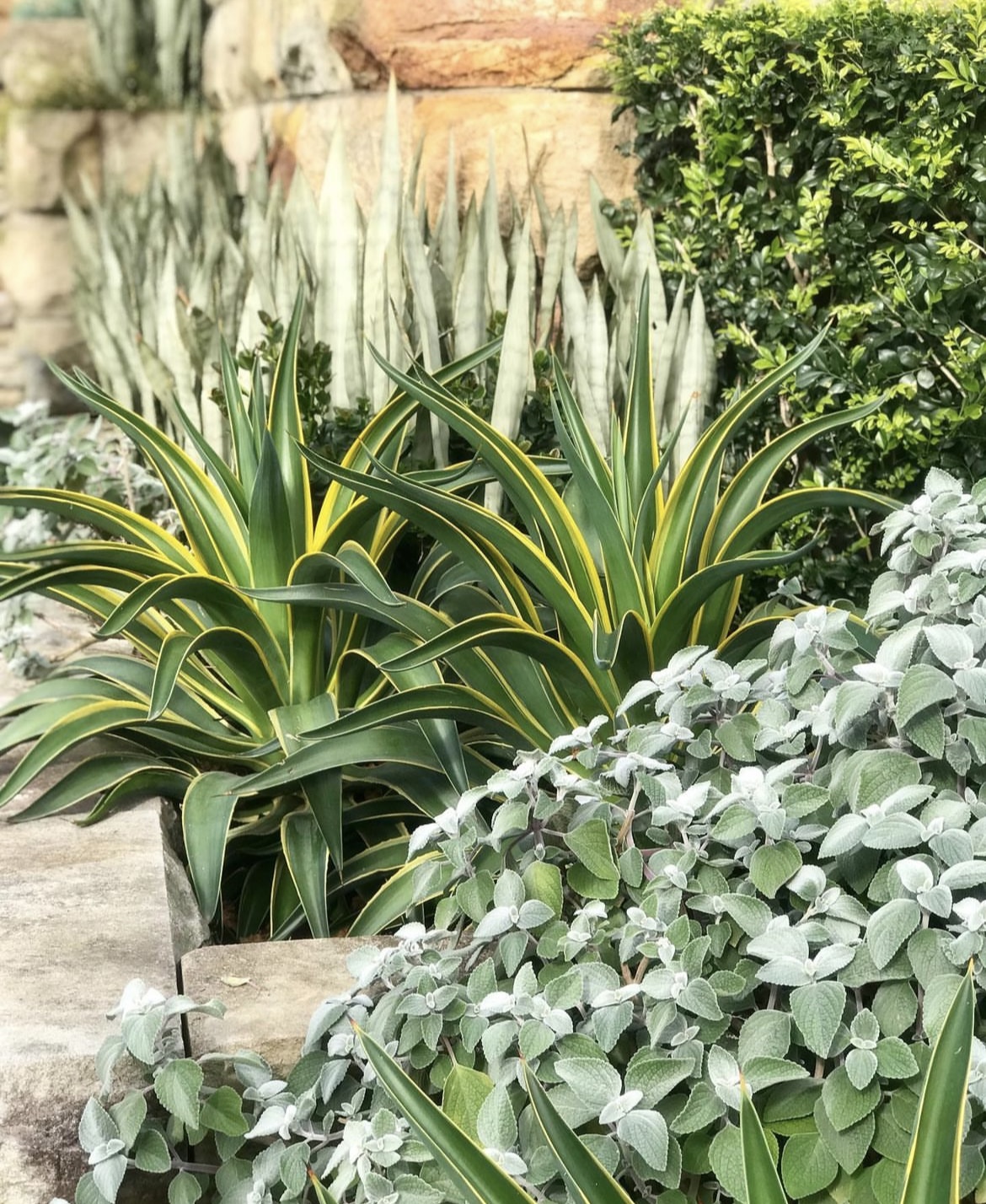 Agave & Silver Foliage