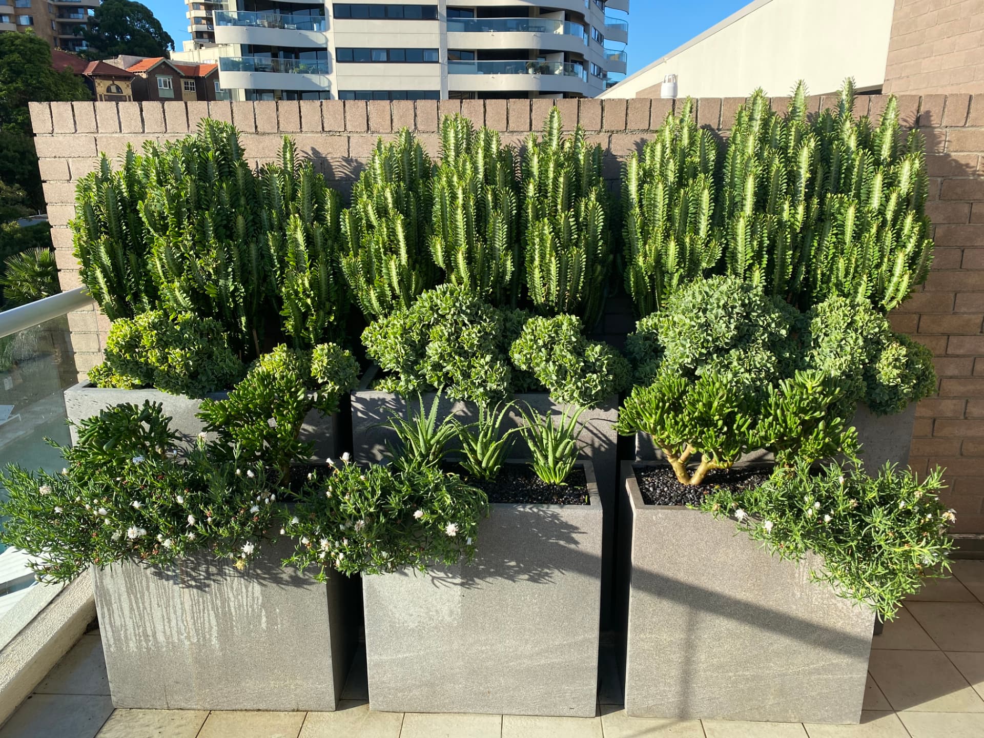 Succulent Terrace