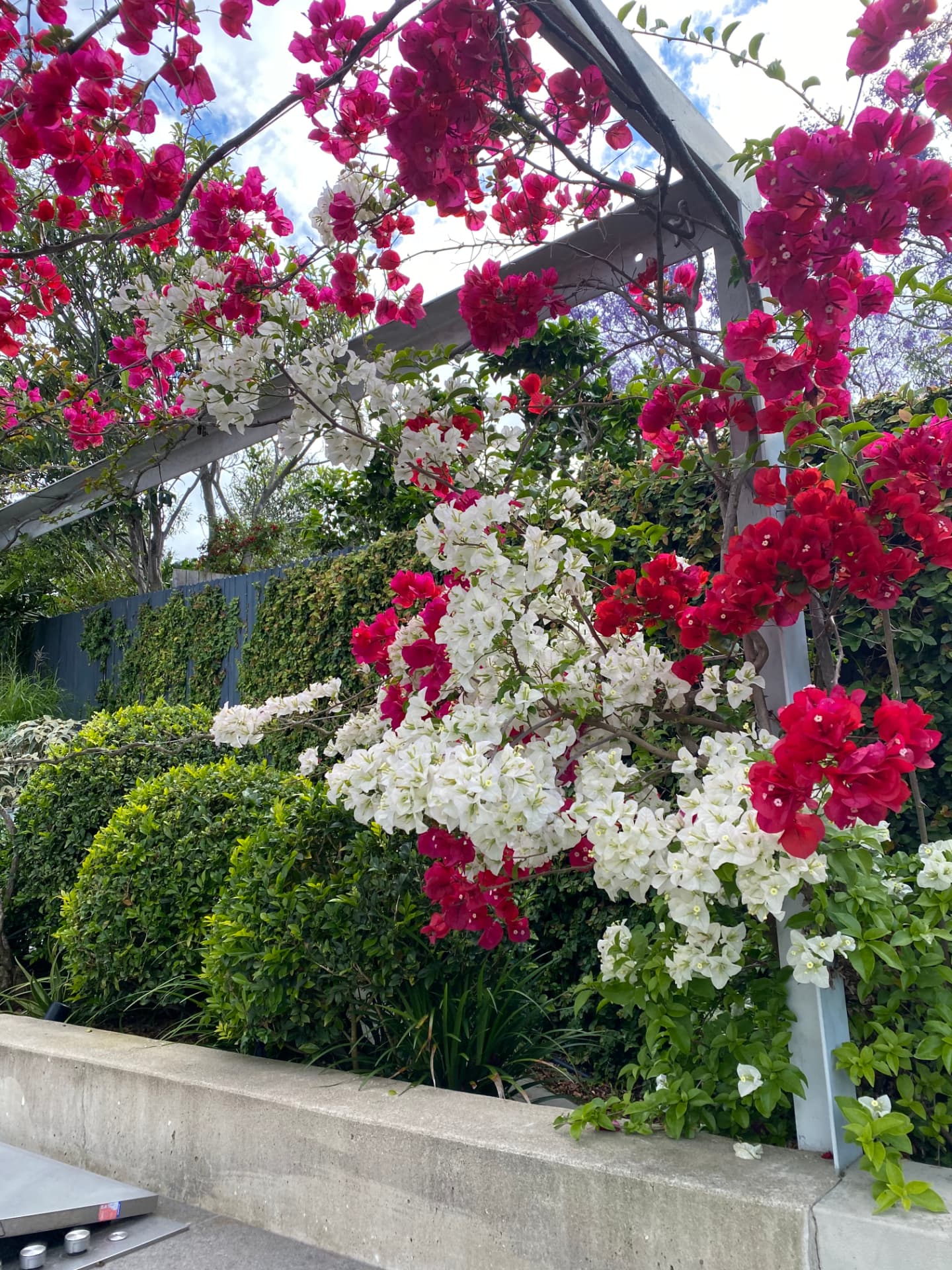Bougainvillea Arbour