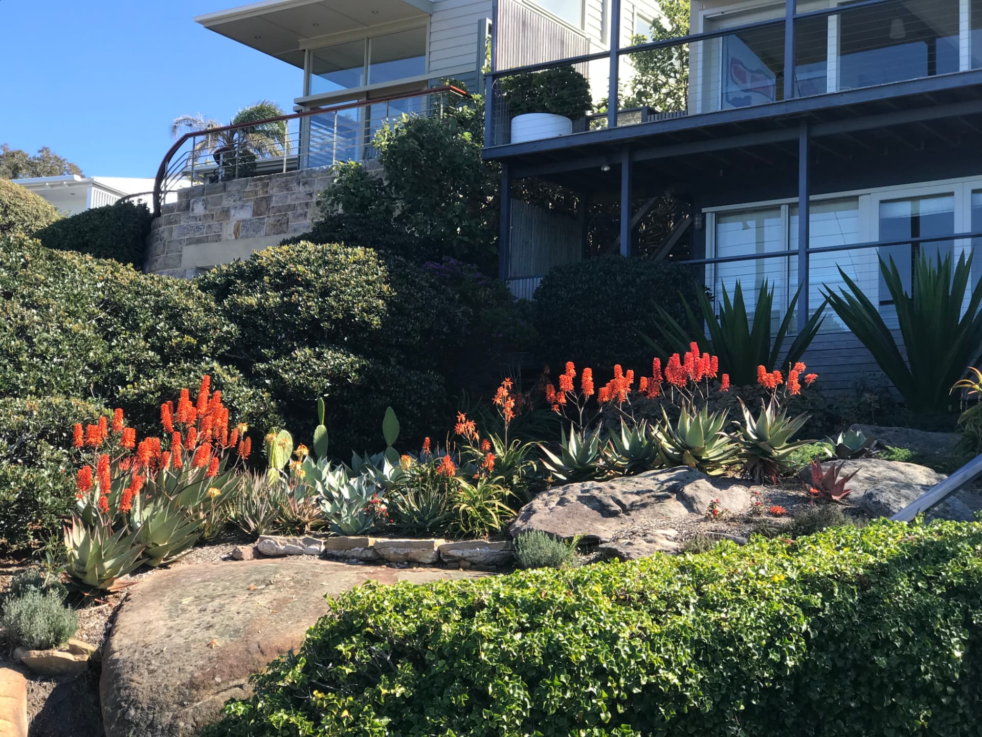 Aloe Hillside